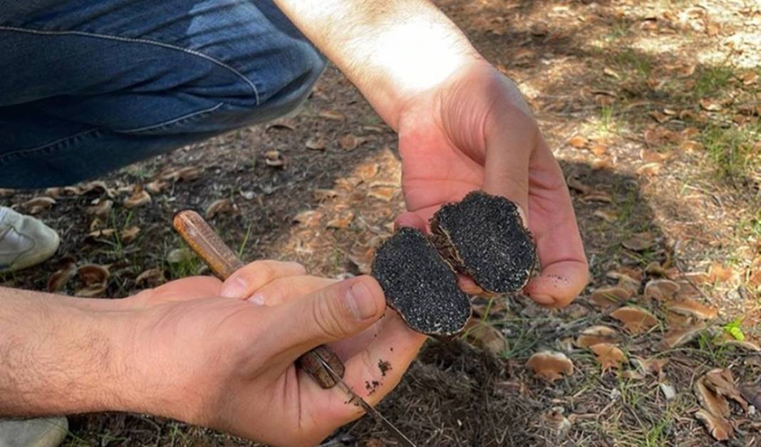 İlk kez keşfedildi: Dünyada sadece o kentimizde yetişiyor! Meğer ağaçların altındaymış, bugüne kadar fark edilmemiş 19